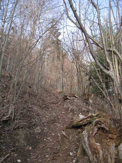 Laubwald im Winter