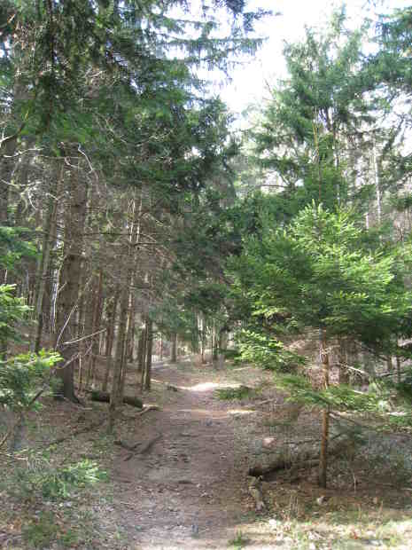 Waldweg