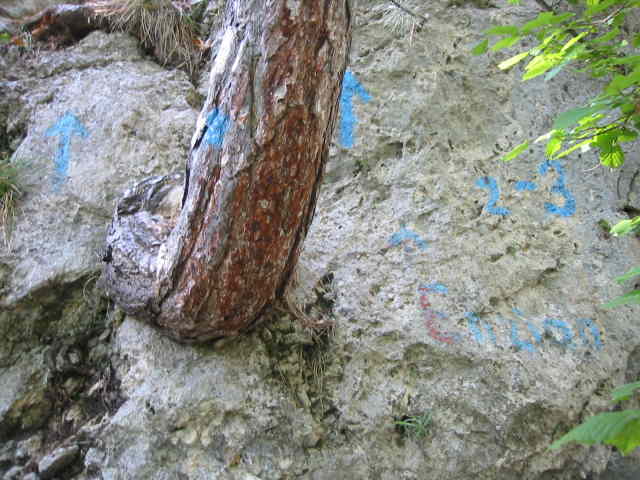 blaue Farbe auf Fels und Baum