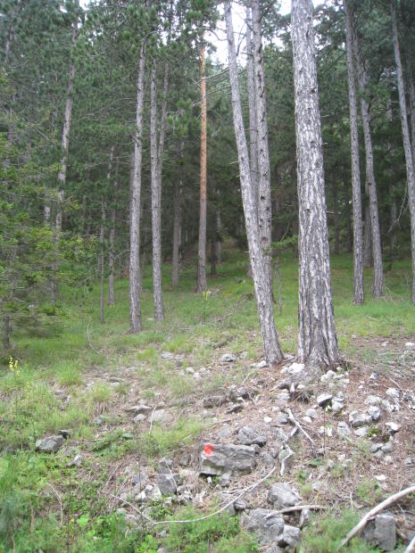 Wald und roter Punkt