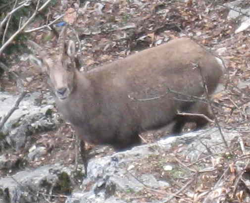 Steinbock