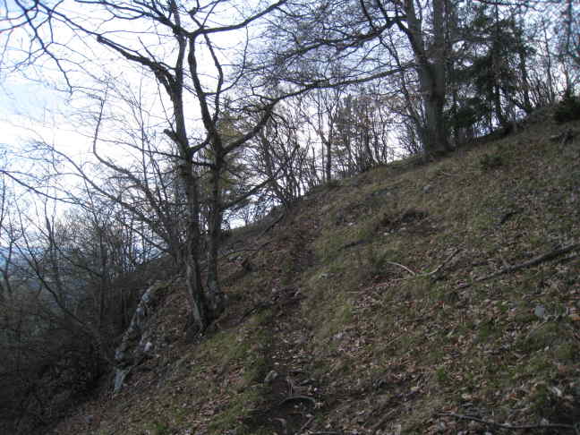 lichtes Gebsch