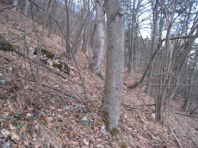 Wald
